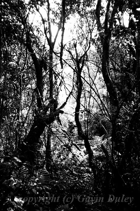 Forest near Franz Josef Glacier 00580021.JPG - Kodak TriX 400 film